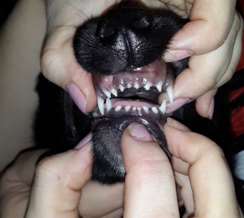 Болят зубы у собаки - симптомы, способы лечения в домашних условиях