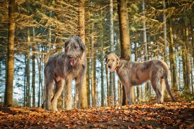 Охотничья собака родом из ирландии – ирландский волкодав