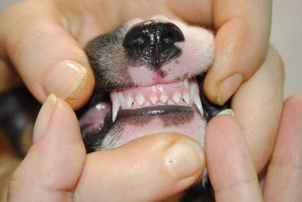 Когда меняются зубы у щенков чихуахуа?