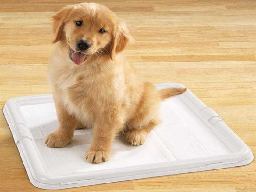 Как приучить щенка к пеленке в 1, 2 или 3 месяца
