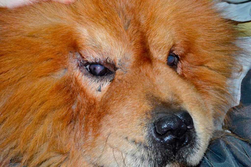 Как и чем лечить конъюнктивит у собаки: виды заболевания с фото и описанием