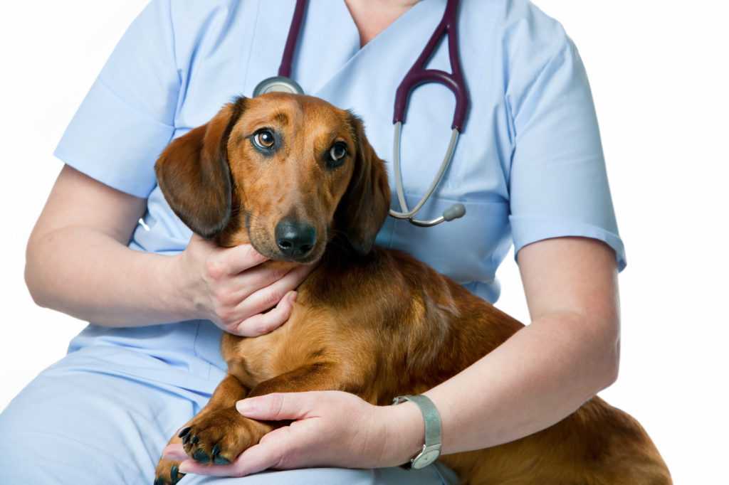 Ветеринарная гепатология, заболевание печени
