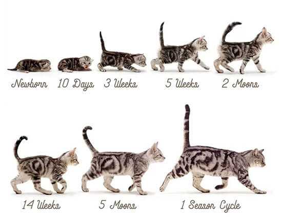 До скольки могут расти котята?