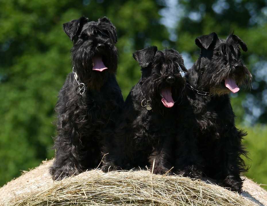 Ризеншнауцер: описание породы собак, цена щенков