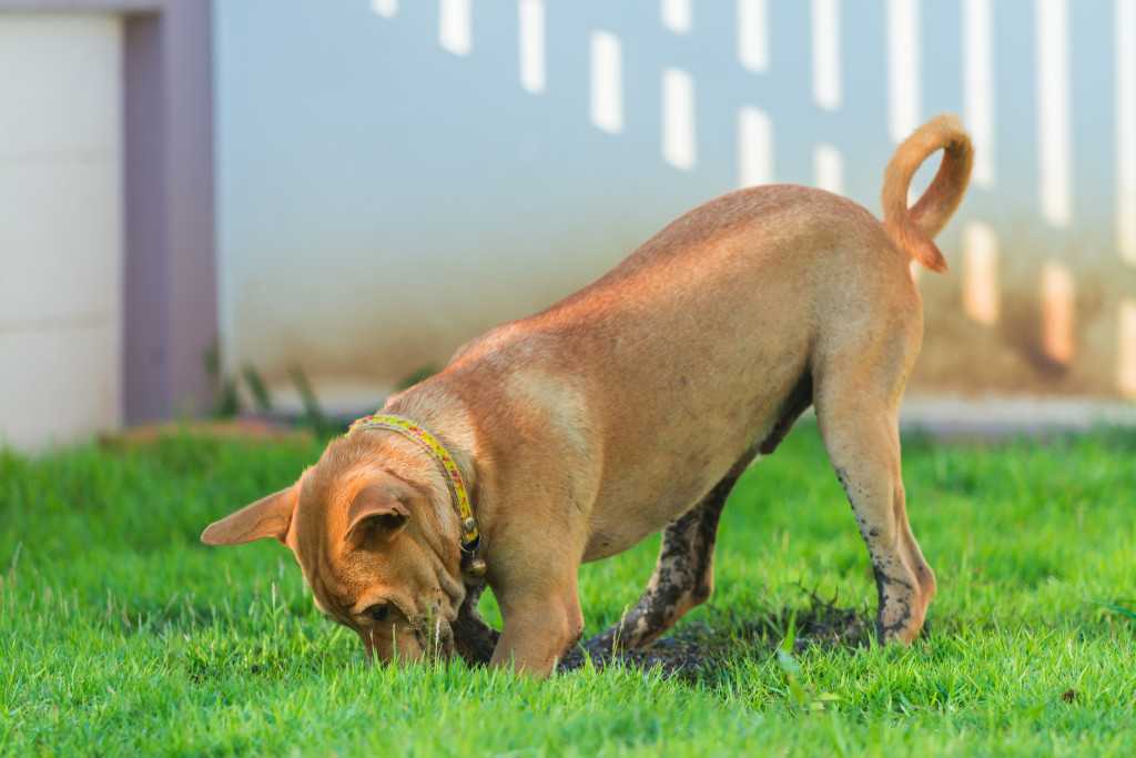 11 методов отучить собаку копать ямы во дворе
