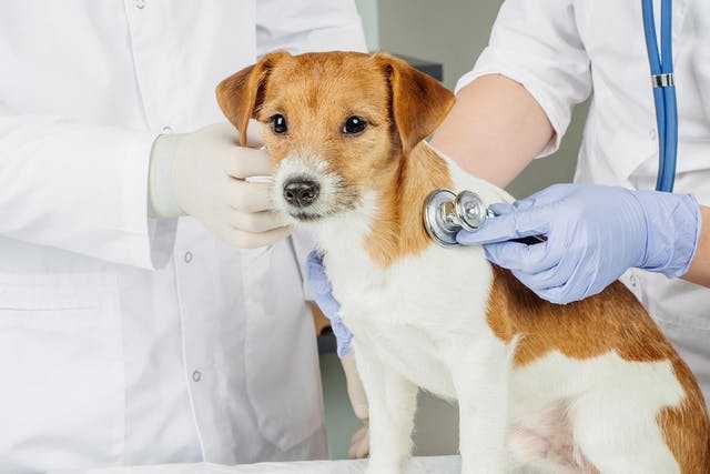 Анафилактический шок у собак: причины и последствия. анафилаксия