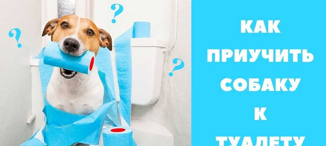 Как приучить щенка к туалету на улице: инструкция и рекомендации