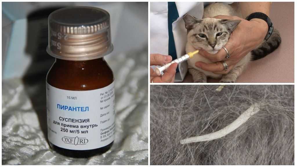 Как действует средство от глистов для кошек
