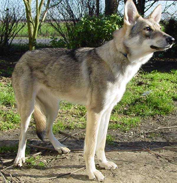Чехословацкий влчак – описание, история, стандарт, характер и окрасы собаки