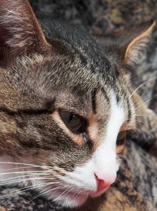 Кот чихает: что делать в домашних условиях, чем лечить, опасные симптомы, профилактика