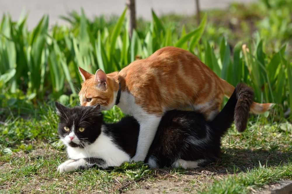 Вязка котов и кошек — всё, что нужно знать их владельцам