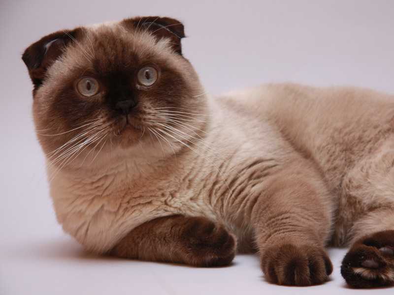 Сиамская кошка — описание разновидностей породы. интересные факты об уходе, содержании и кормлении