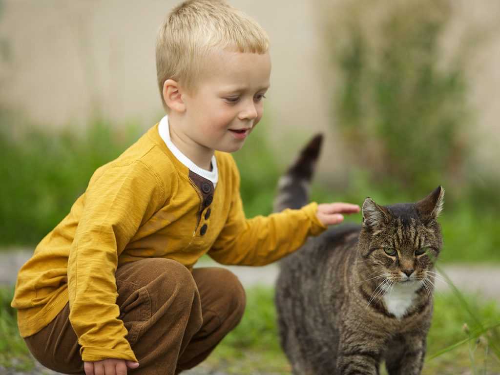 Какая порода кошек лучше детям, обзор, отзывы - мир кошек