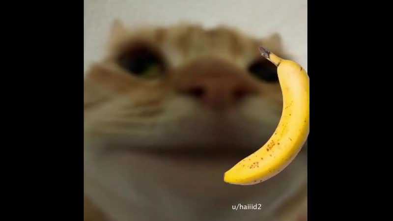 Можно ли котенку дать банан