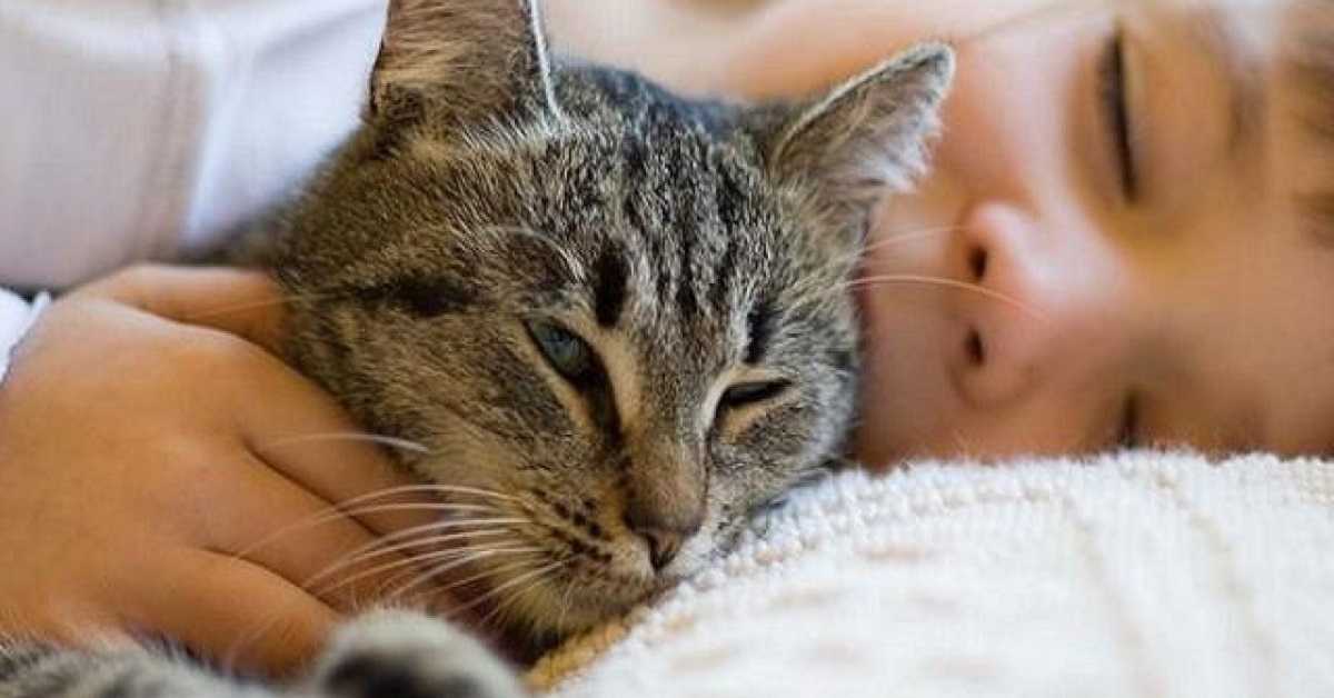Почему нельзя обнимать котов? | кот и кошка