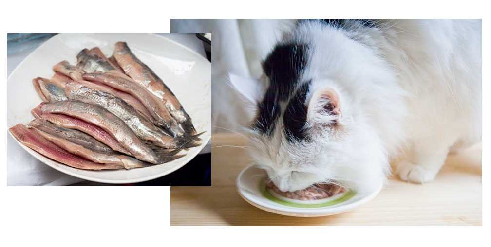 Что будет если кормить кошку рыбой каждый день