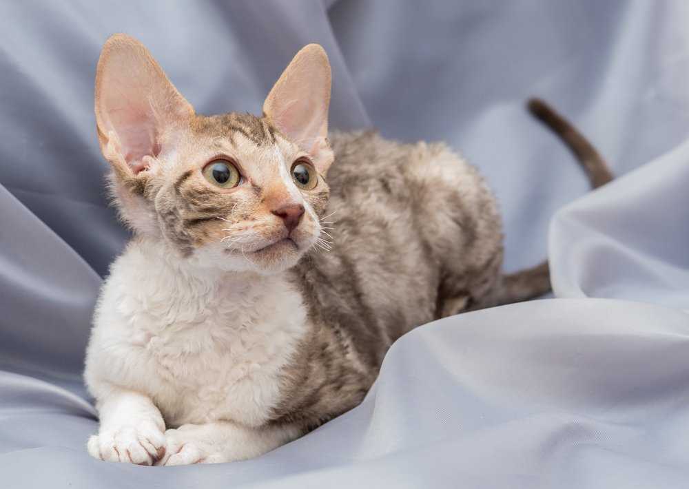 Гипоаллергенные кошки: породы с фотографиями и названиями
