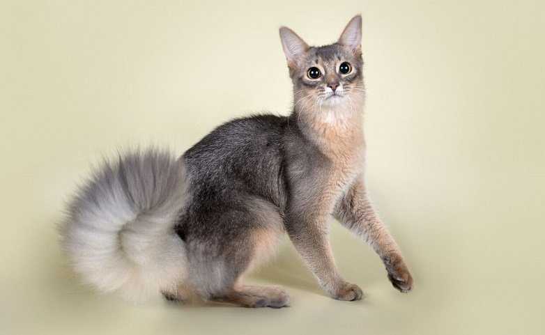 Кошка с хвостом как у белки - фото и описание породы