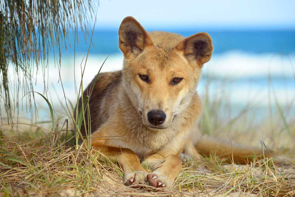 Австралийская собака динго: физические данные, питание, история