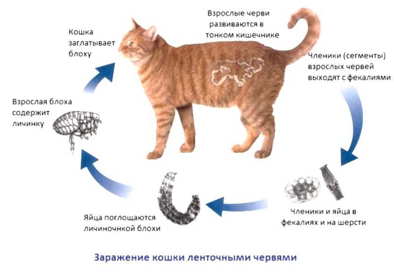 Как правильно глистогонить кошек и котят