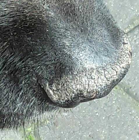 У собаки сухой нос, что делать?!