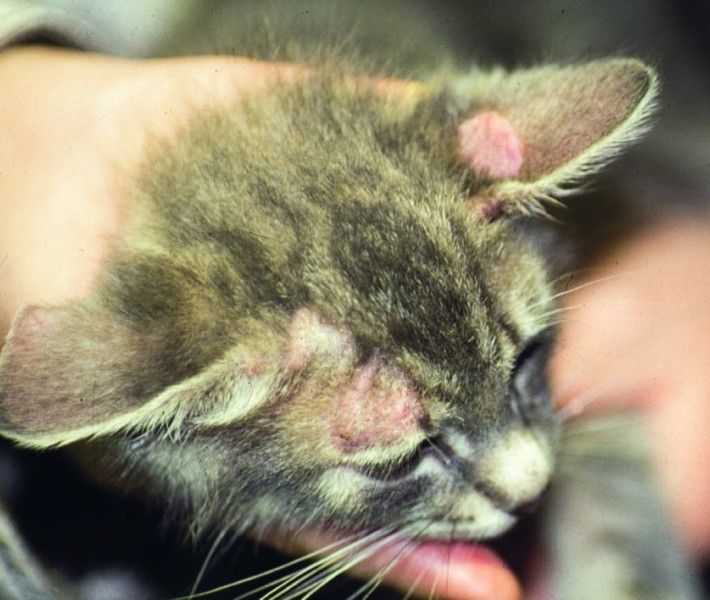 Лечение лишая у котят в домашних условиях