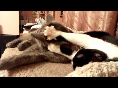 Почему кошки делают массаж?