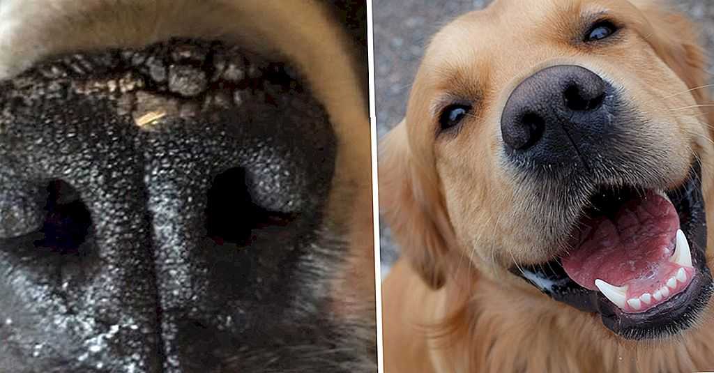 Что делать если у собаки сухой нос