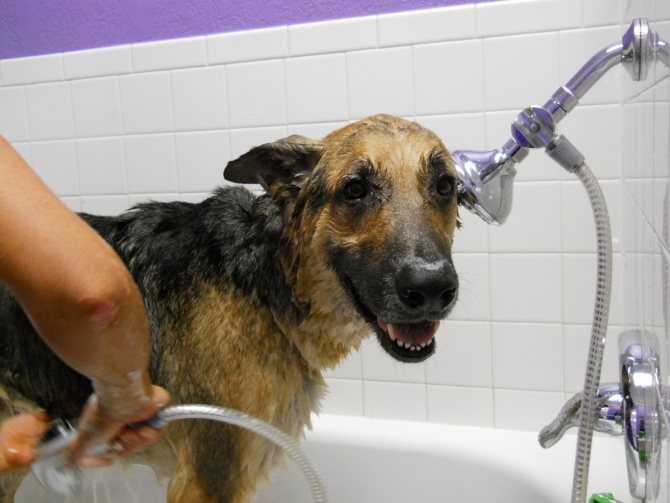 Нужно ли мыть собаку и как часто?