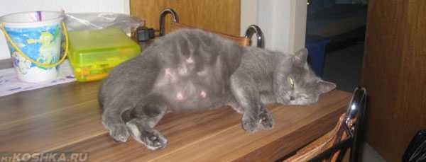Сколько длится беременность у кошек британской вислоухой породы