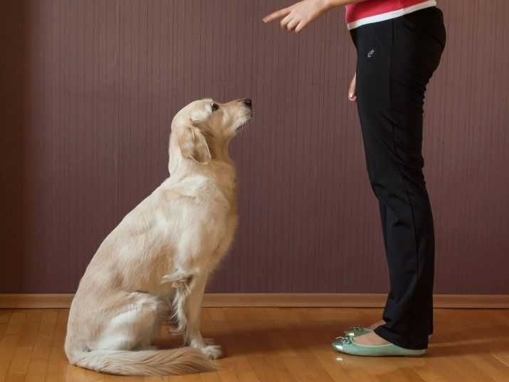 Несколько способов, как обучить собаку подавать голос