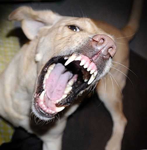 Агрессивное поведение собаки