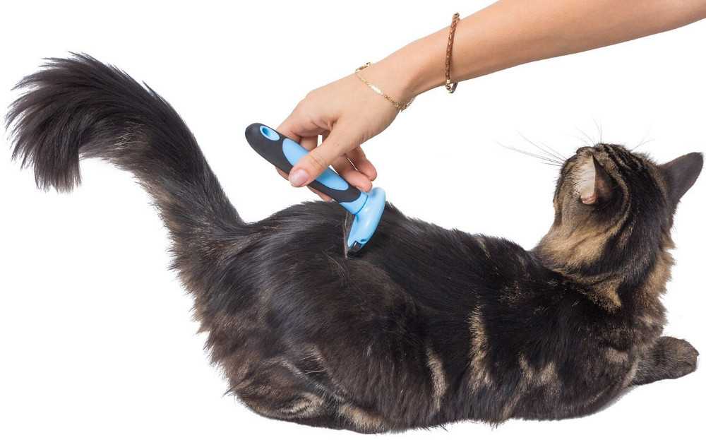Чем и как чистить уши кошке самостоятельно в домашних условиях