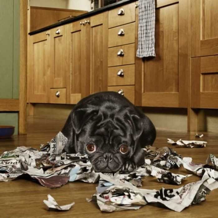 Как отучить собаку грызть вещи, мебель, обои, провода, обувь?..