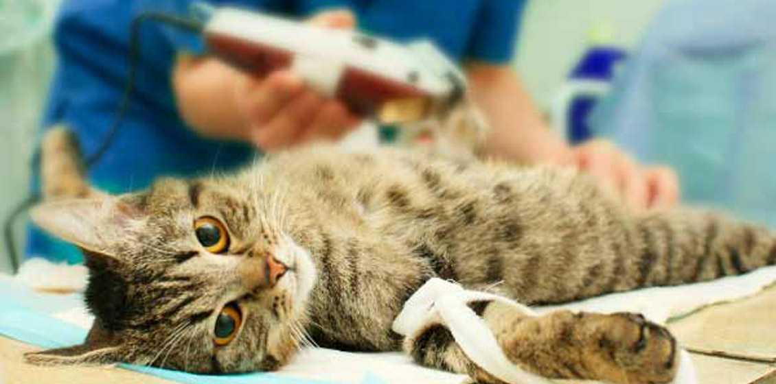 Стерилизация кошек, как это происходит - где лучше делать стерилизацию кошек и котов