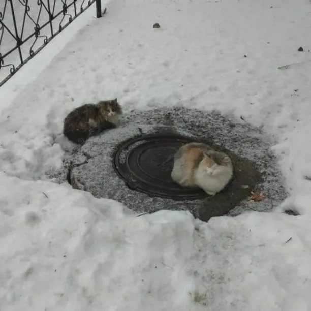 Почему собаки и их лапы не мерзнут зимой на морозе, при какой температуре мерзнут собаки, что делать, как утеплить будку для собак?