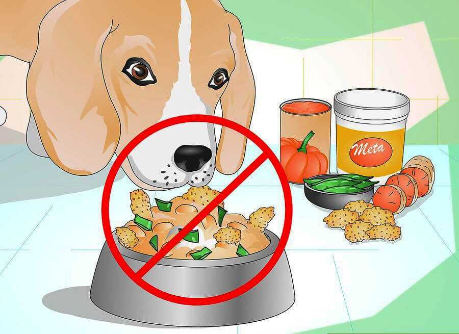 Почему собака не хочет есть сухой корм и что с этим делать
