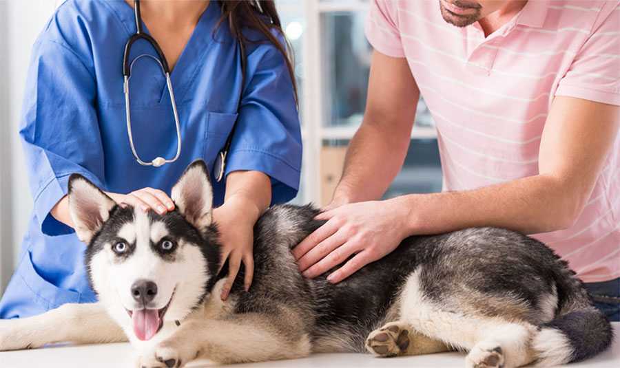 Можно ли стерилизовать собаку во время течки
можно ли стерилизовать собаку во время течки