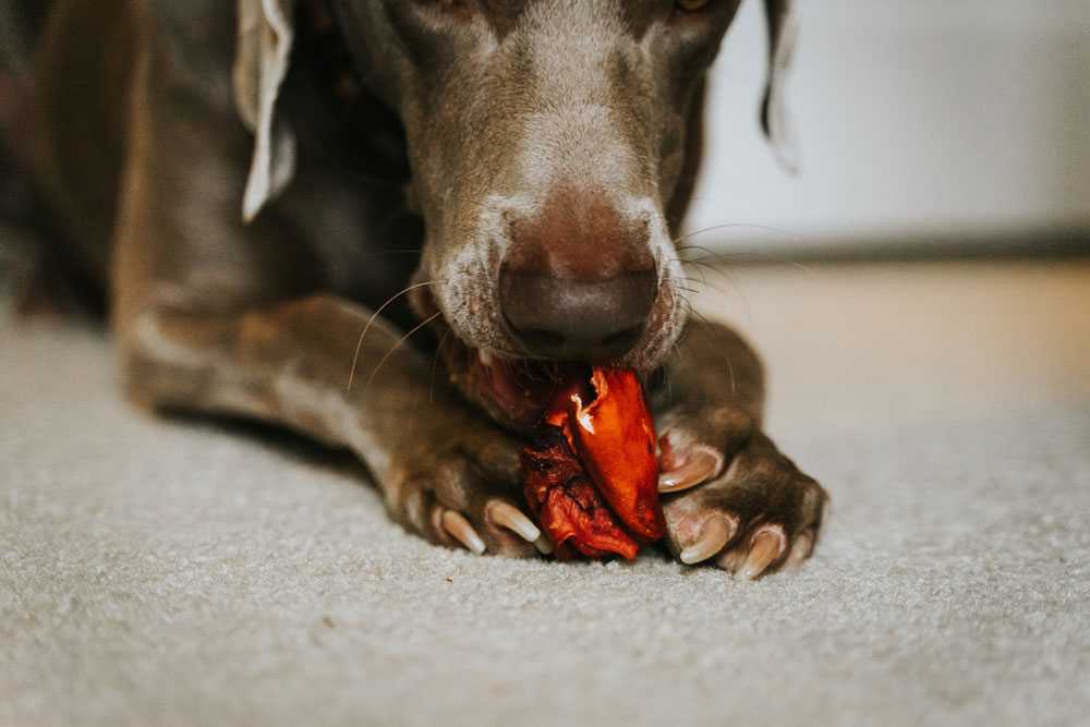 А вы знали, что существует специальный шоколад для собак?