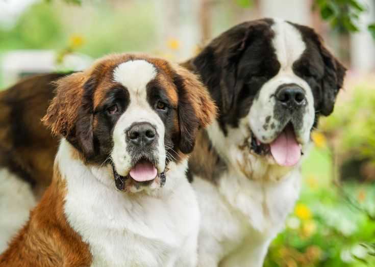 Сенбернар: фото собаки, описание породы
