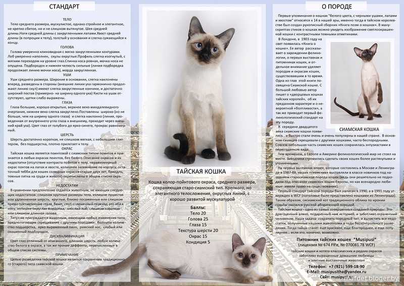 Гималайская кошка (фото): описание, плюсы и минусы породы, окрасы, характер, уход, цена котенка