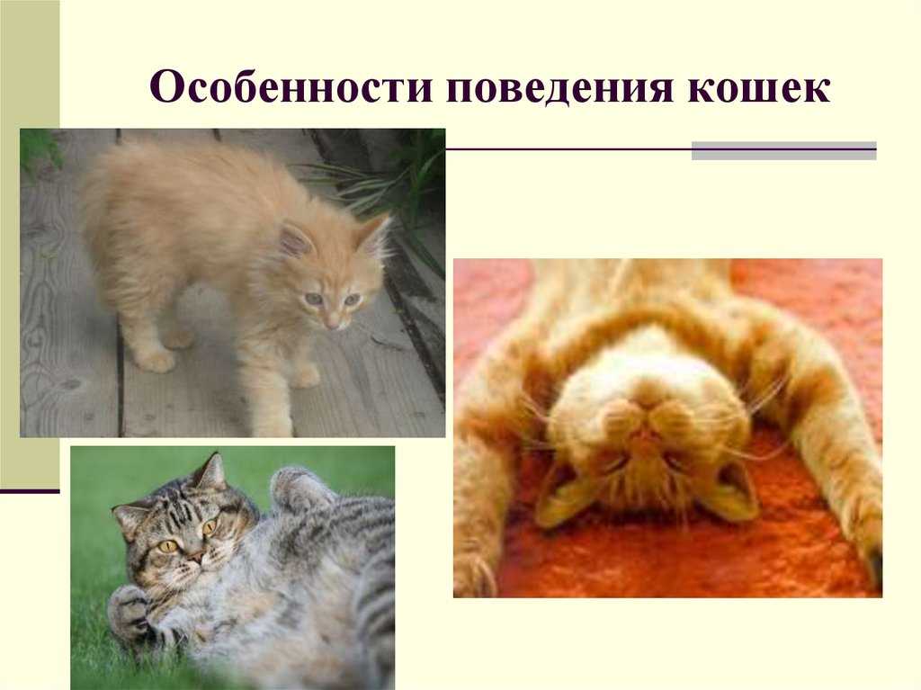 Кимрик: описание породы, фото кошки, цена, стандарты, плюсы и минусы содержания