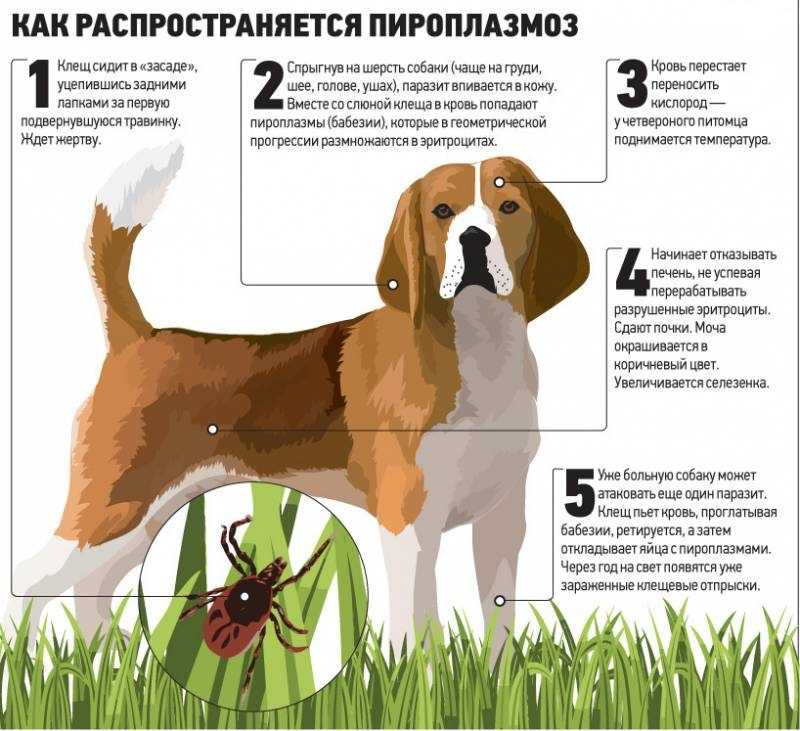 Как защитить собаку от клещей? | ветмед