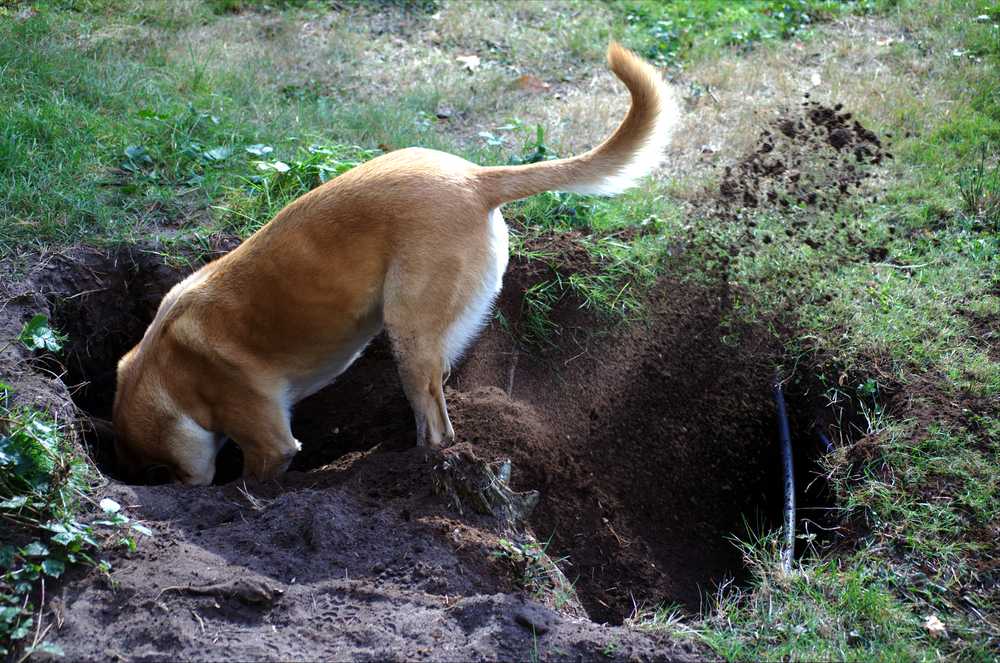 Почему собаки копают ямы, землю, клумбы, грядки, подстилку, пол, в кровати, после родов, как отучить - блог о животных - zoo-pet.ru