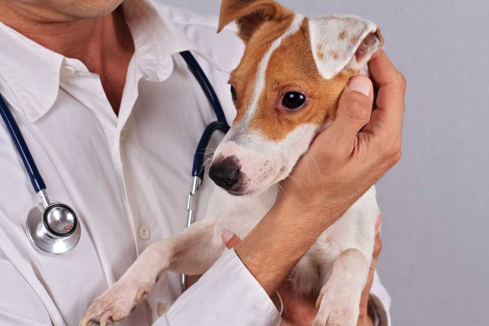 Неблагоприятные реакции на препараты у собак и кошек