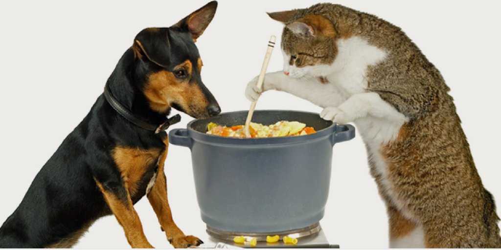 Можно ли кормить собаку кошачьим кормом?