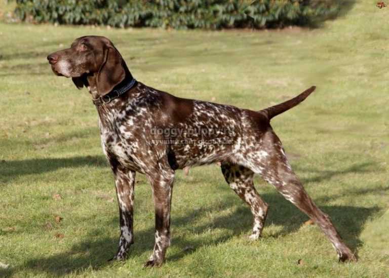 Курцхаар собака. описание, особенности, уход и цена курцхаара