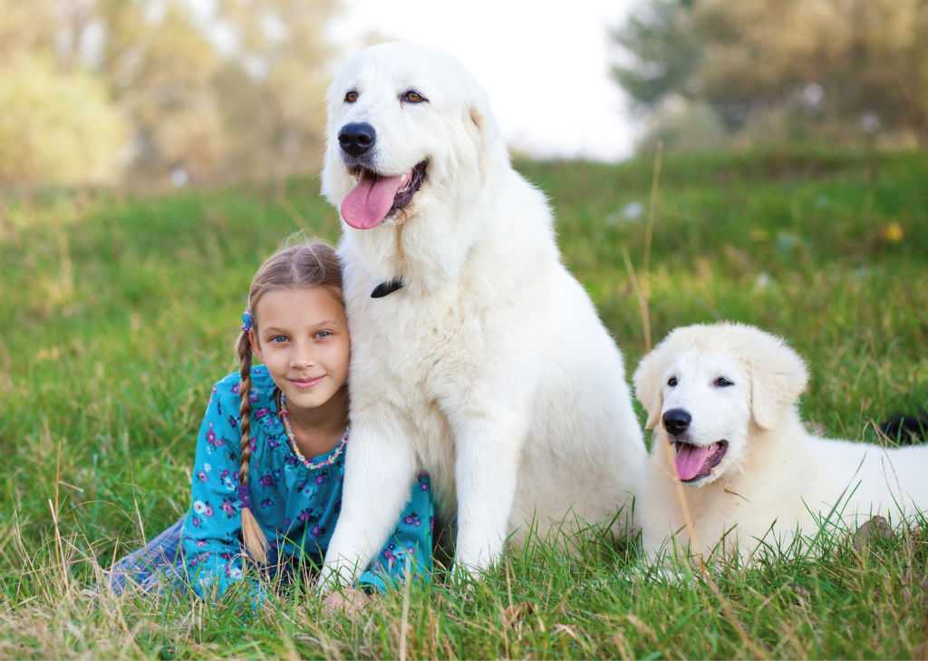 Породы собак для детей с названиями и фото: какие добрые (маленькие, средние и крупные) подходят для квартиры, семьи и охраны, советы, как выбрать самую лучшую?