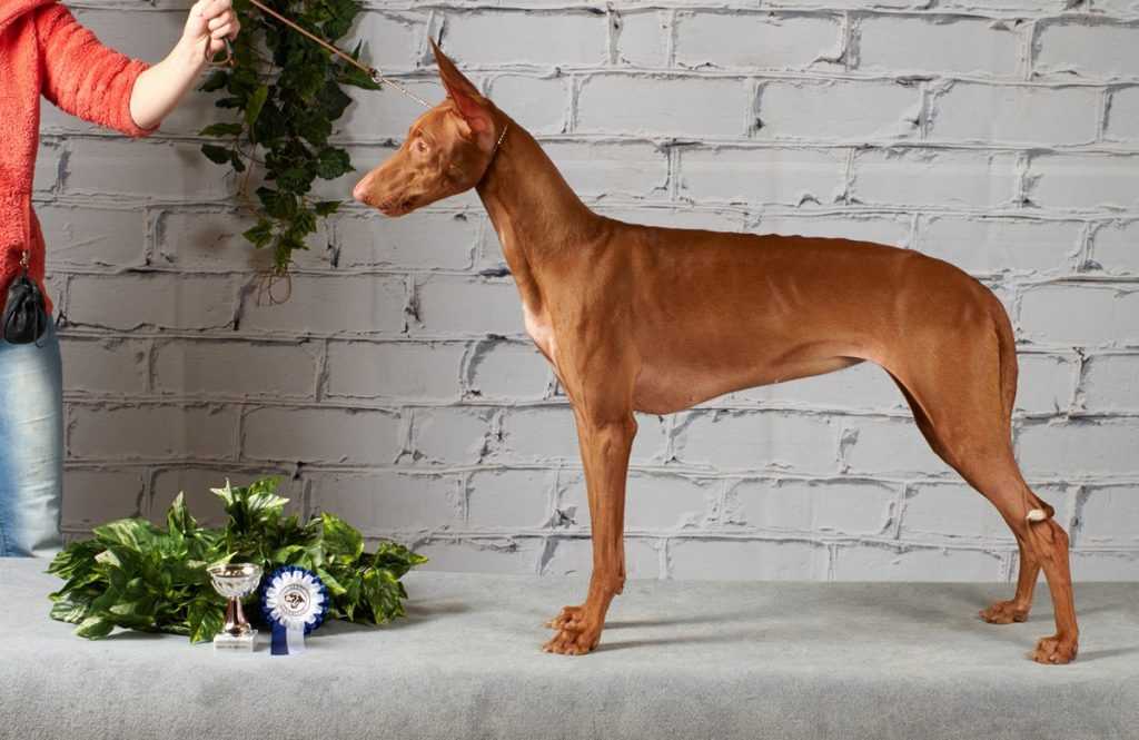 Фараонова собака: фото и описание породы египетских собак, особенности экстерьера и характера