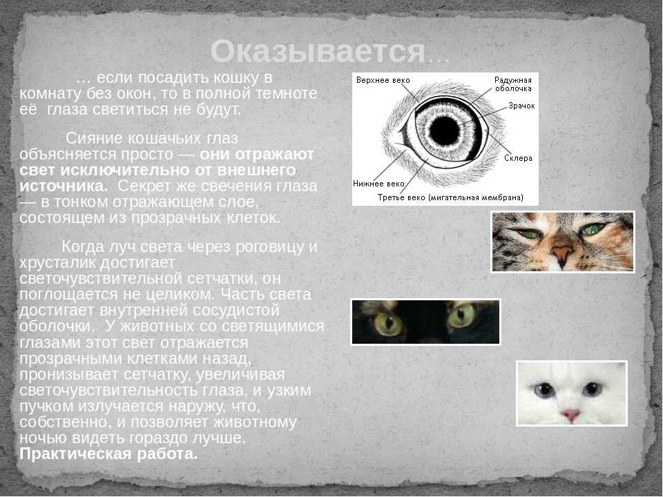 Почему у кота зрачки расширены на весь глаз и не реагируют на свет. можайское благочиние